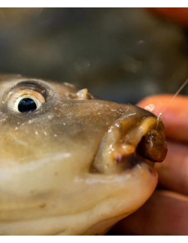 FJUKA BAIT PELLET 2IN1 FATBOY 10MM... FJUKA BAIT PELLET 2IN1 FATBOY 10MM...