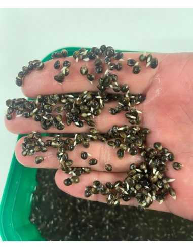 SPORTSHOP GRAINES CRAZY MONSTER... SPORTSHOP GRAINES CRAZY MONSTER...